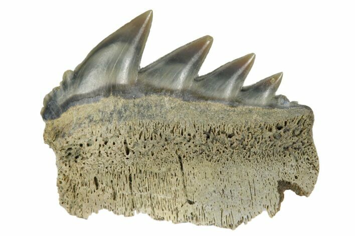 Fossil Cow Shark (Notorhynchus) Tooth - Aurora, NC #184318